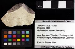 Foto (Objket + Etiketten) von Longodromites sp. 